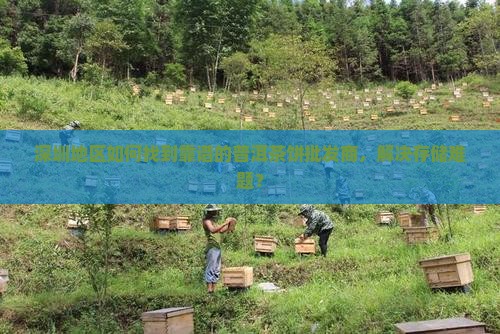 深圳储藏普洱茶饼批发商