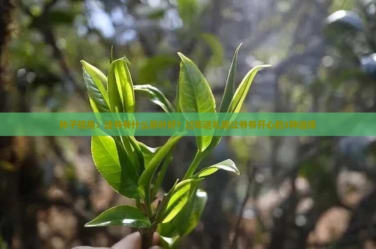 送爷爷什么茶叶好 送爷爷什么茶叶好