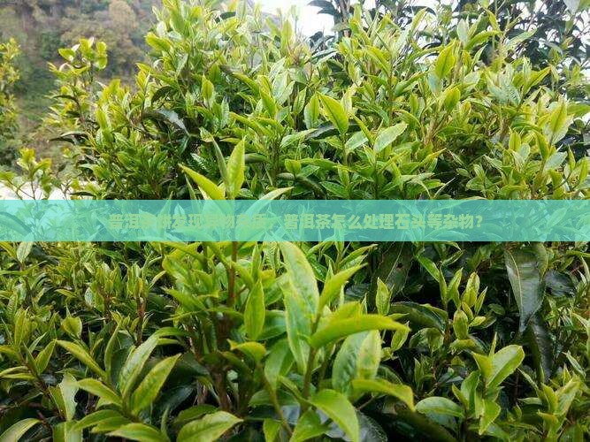 普洱茶饼有石头等杂物怎么办