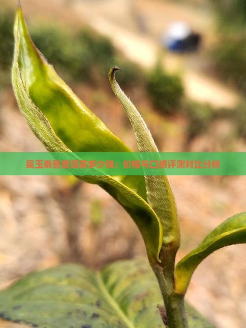 吴玉泰熟普洱茶多少钱