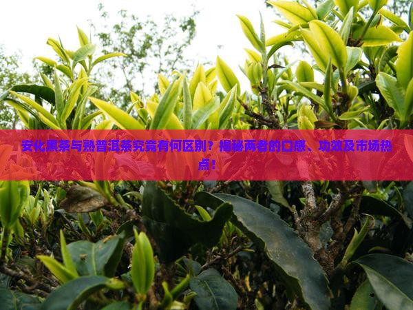 安化黑茶与熟普洱茶的区别