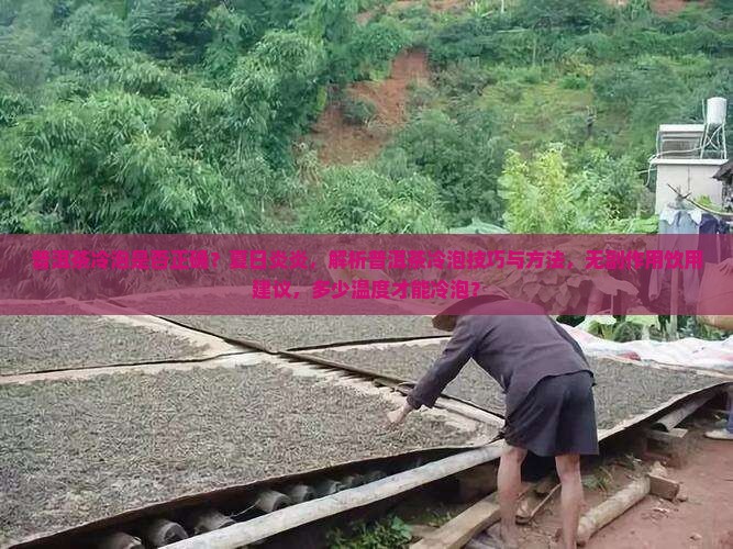 熟普洱茶能冷泡吗吗