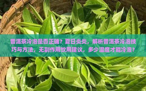 熟普洱茶能冷泡吗吗