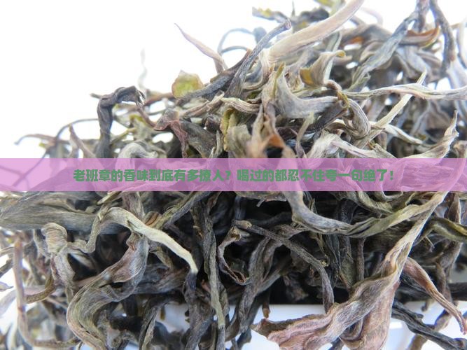 老班章是什么香味