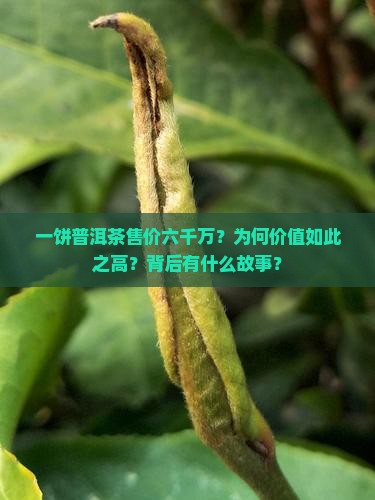 一饼普洱茶六千万