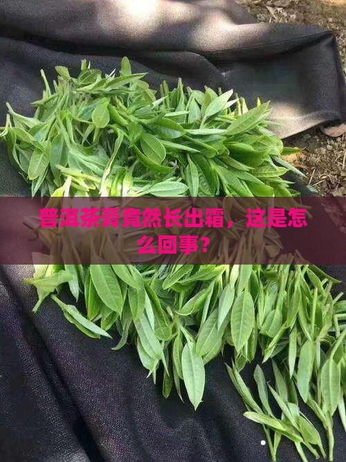 普洱茶膏已挂霜