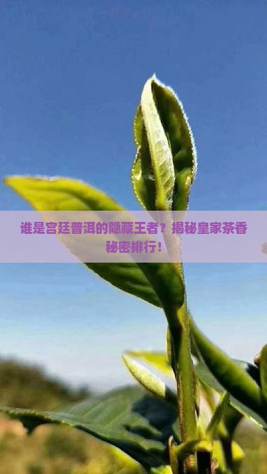宫廷普洱茶排行榜
