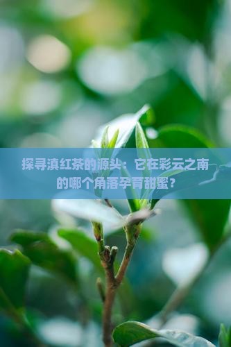 滇红茶产地哪里