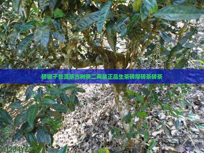 古树茶好吗二两碎银茶叶