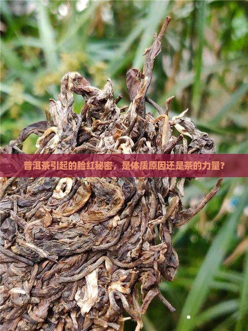 喝普洱茶脸发红怎么回事