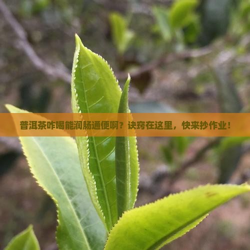 普洱茶怎么喝润肠通便的
