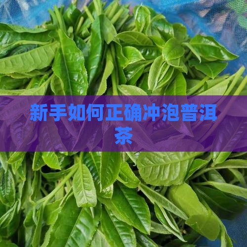 新手在家怎么泡普洱茶好