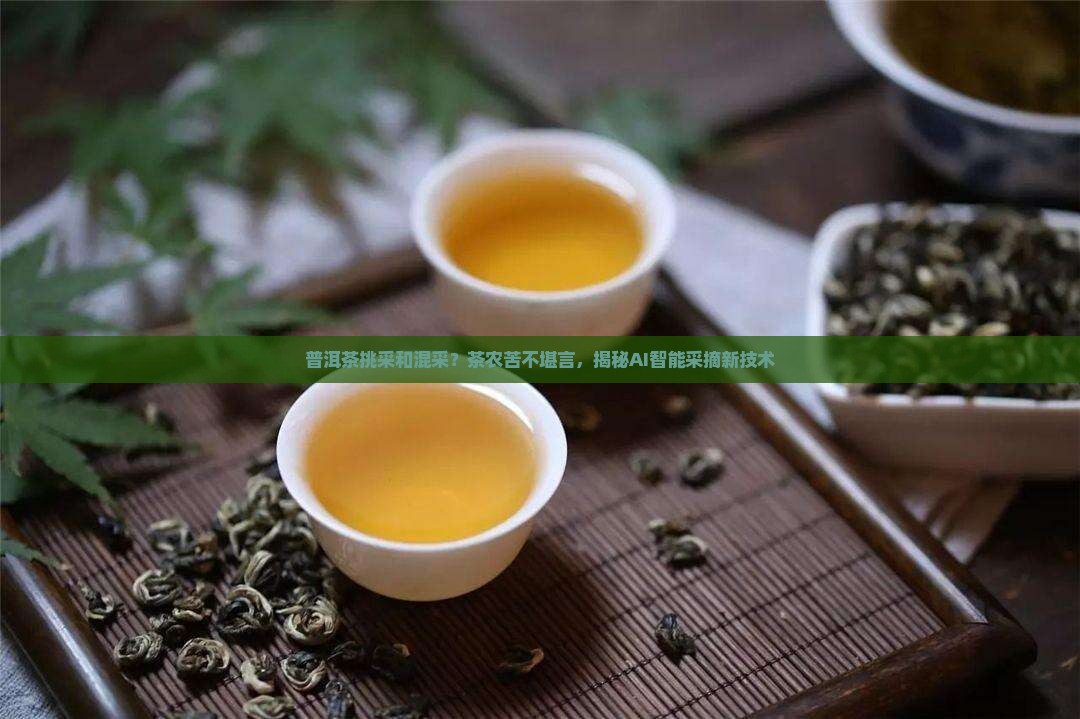 普洱茶挑采和混采