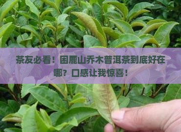 困鹿山乔木普洱茶特点