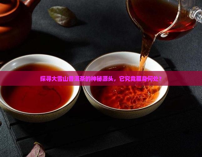 大雪山普洱茶是在哪里