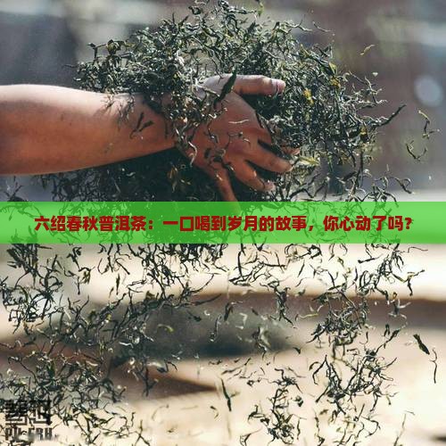 六绍春秋普洱茶
