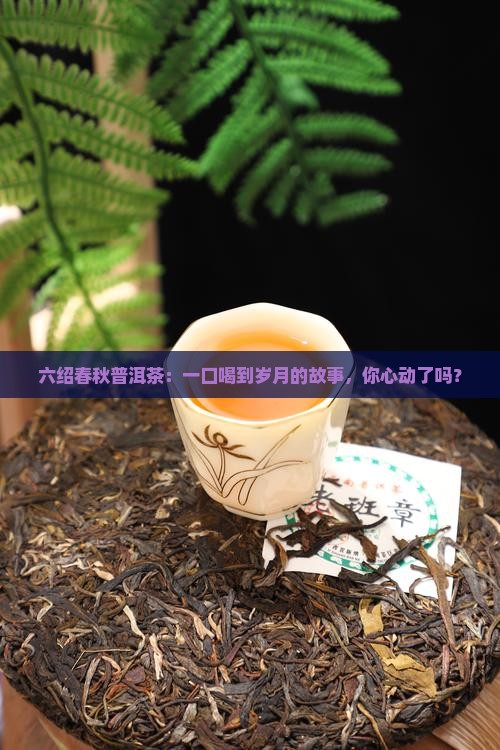 六绍春秋普洱茶
