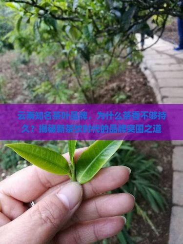 云南知名茶叶品牌