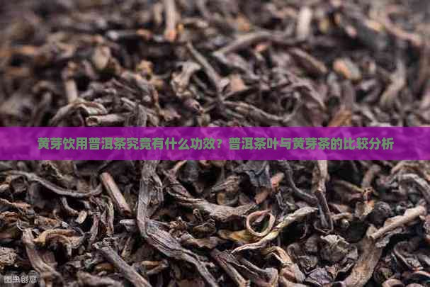 黄芽喝普洱茶好不好