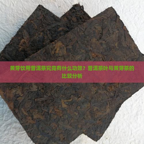 黄芽喝普洱茶好不好