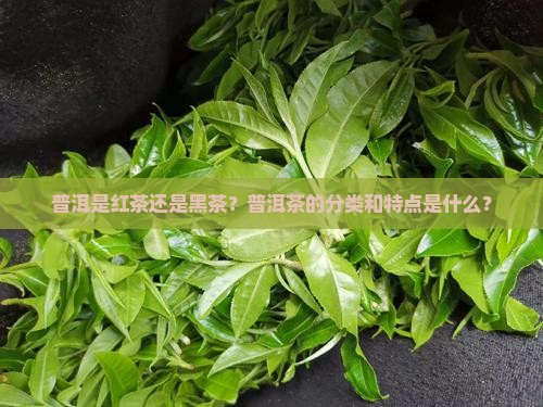 普洱是什么茶是红茶还是黑茶