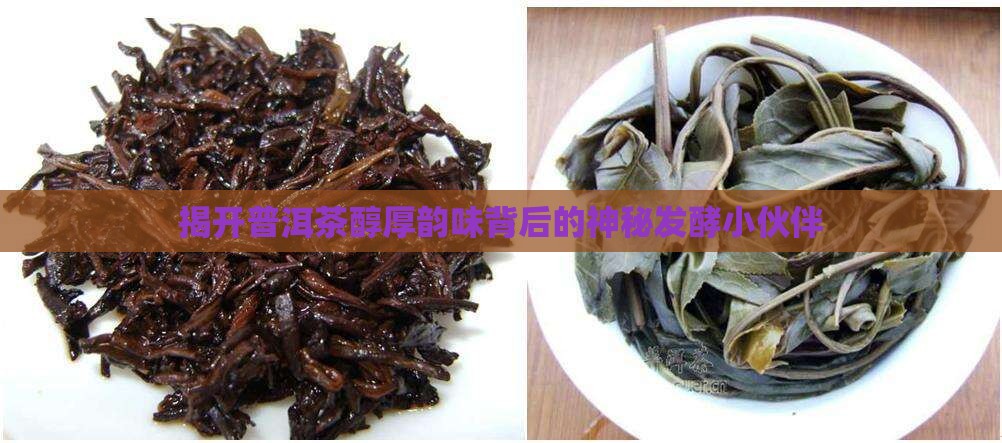 普洱茶发酵主要菌种