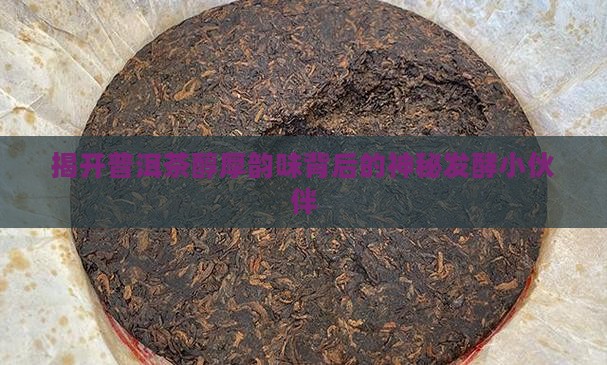 普洱茶发酵主要菌种