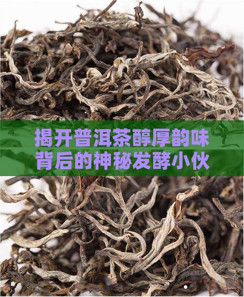 普洱茶发酵主要菌种
