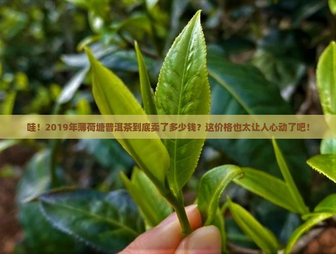 薄荷塘普洱茶2019年价格