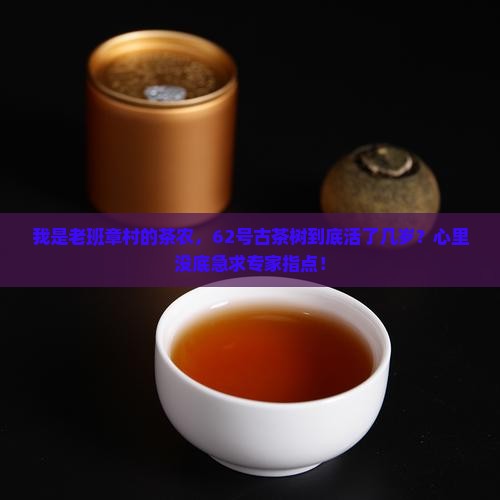 老班章茶王之家62号树龄