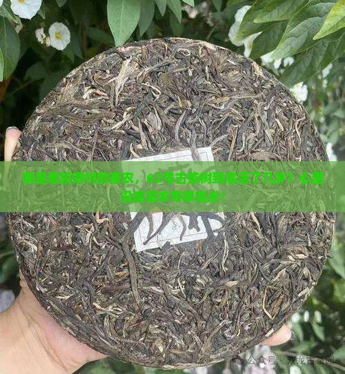 老班章茶王之家62号树龄