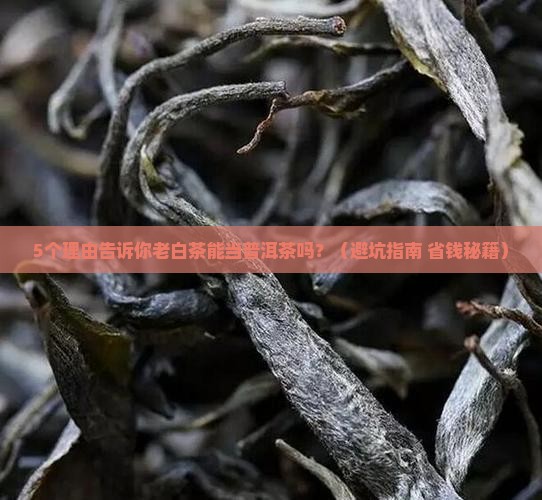老白茶能当普洱茶吗