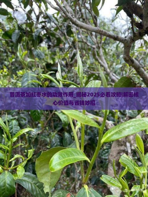 普洱茶加红枣水的功效作用
