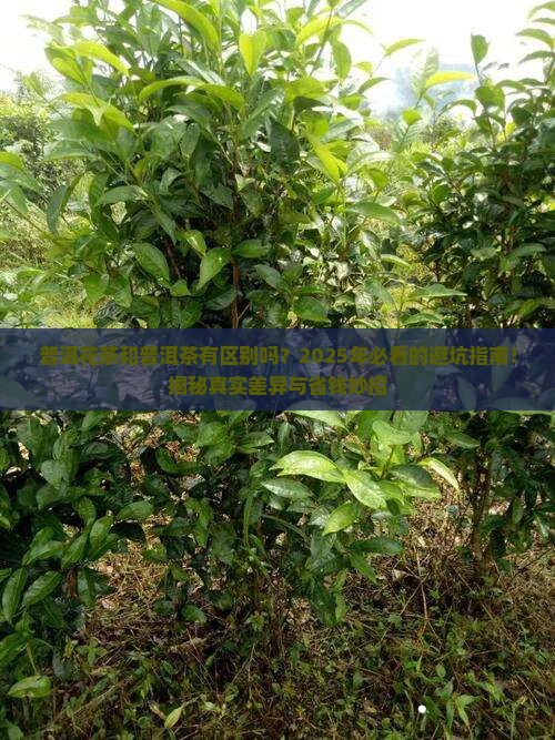 普洱花茶和普洱茶有区别吗