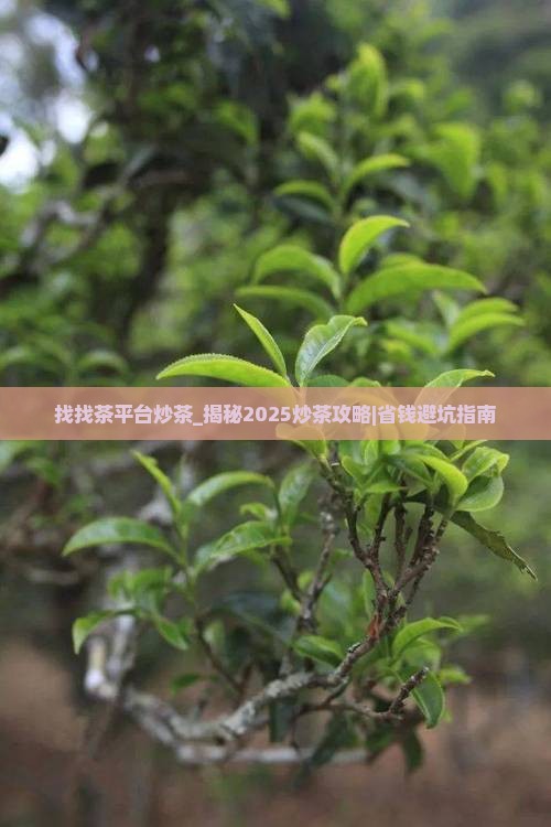 找找茶平台炒茶