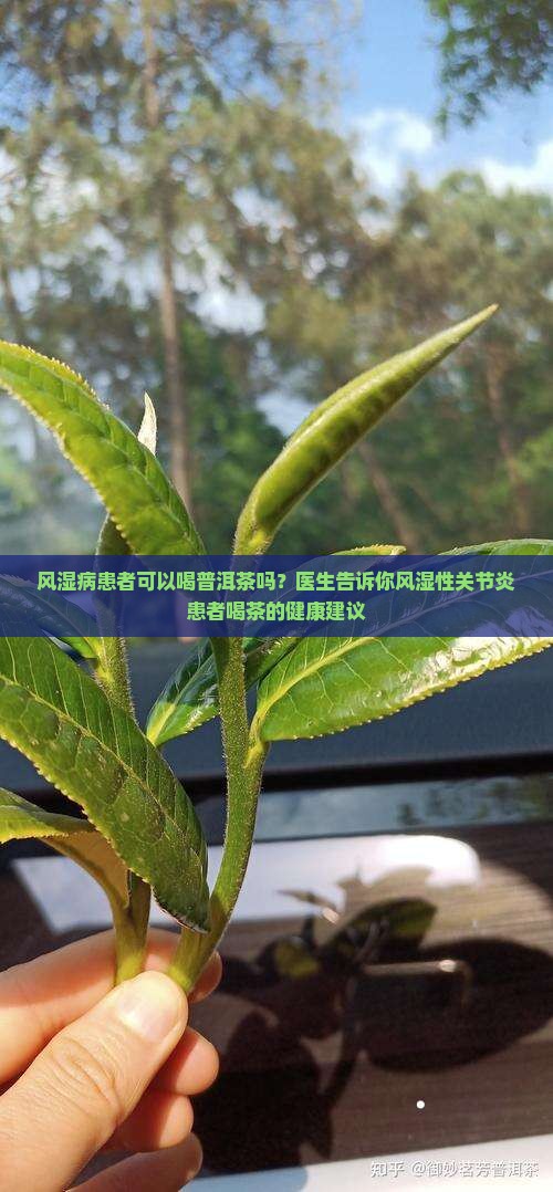 有风湿可以喝普洱茶吗