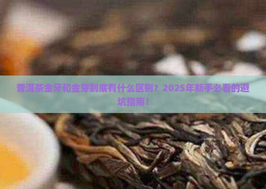 普洱茶金牙和金芽