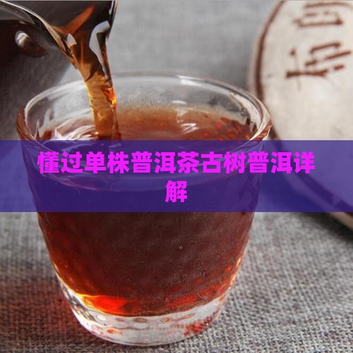 懂过单株普洱茶吗