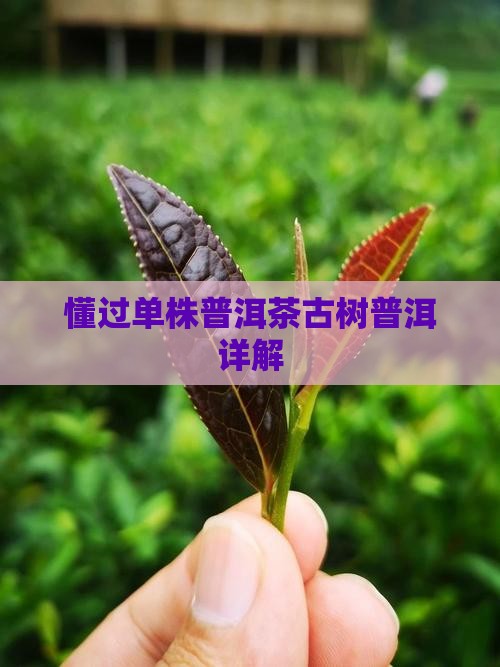 懂过单株普洱茶吗