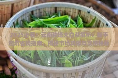 云南秧塔大白茶