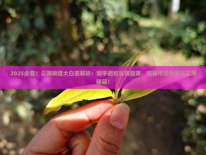 云南秧塔大白茶