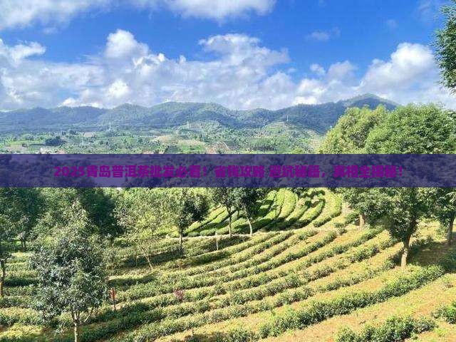 青岛普洱茶批发