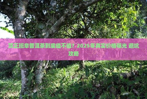 顶正班章云南普洱茶价格