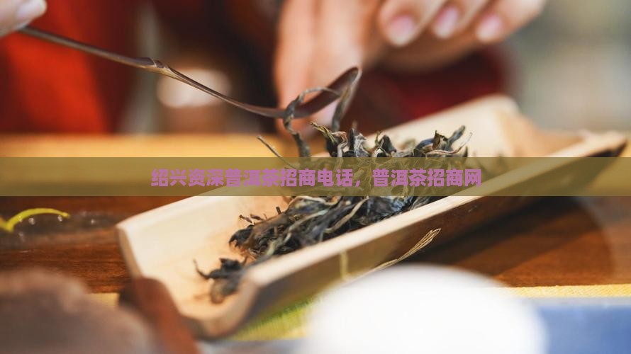 绍兴资深普洱茶招商