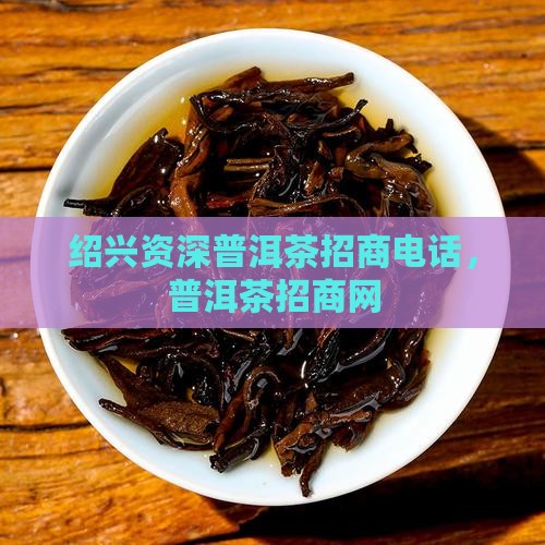 绍兴资深普洱茶招商