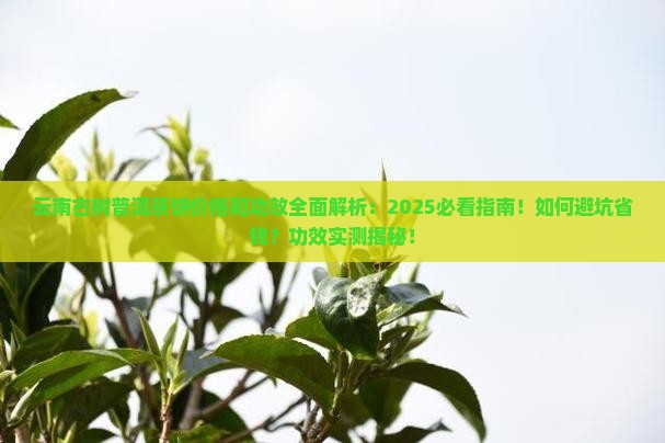 云南古树普洱茶饼价格和功效