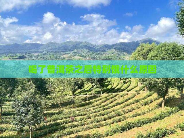 喝了普洱茶之后特别饿什么原因