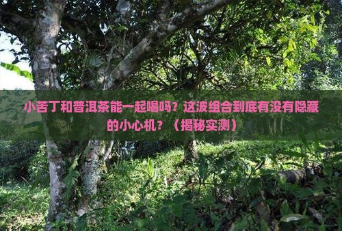 小苦丁和普洱茶能一起喝吗