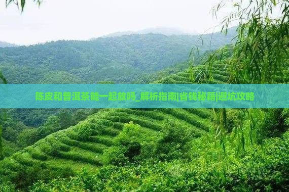 陈皮和普洱茶能一起放吗