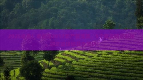 普洱茶老班章2017年产